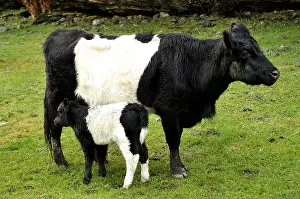 Prim: Cow Prim-'Holstein with calf in a meadow NZ