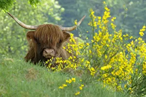 Broom: Cow of the race Galloway Vosges du Nord RNP France