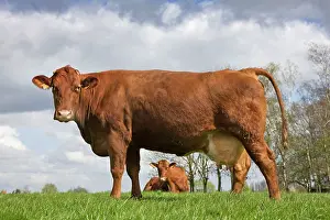 Beef: Cow - Red beef / West-Vlaams rood rund