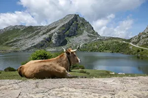 Tall: Cow Resting by the Tranquil enol Mountain Lake on a Clear Summer Day in the picos the europa high in the mountains