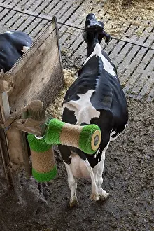 Stalling: Cow rubbing his back with an automated brush