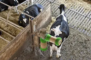 Stalling: Cow rubbing his back with an automated brush