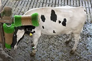 Stalling: Cow rubbing his head with an automatic brush