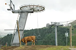 Ropeway: Cow rubbing Pillar lift La Plagne