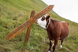 Materials: Cow scratching against a signpost - Alpes France
