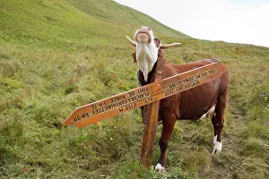 Materials: Cow scratching against a signpost - Alpes France