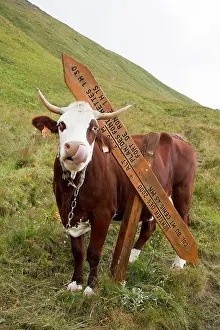 Materials: Cow scratching against a signpost - Alpes France