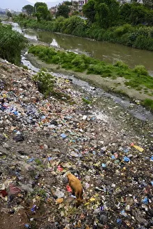 Pollutions: Cow searching food in the trash near a river Kathmandu Nepal
