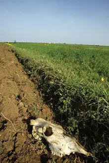 Musculoskeletal: Cow skull in a field Morocco