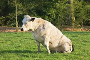 Backside: Cow - sleeping in the meadow on her backside