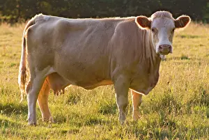 Anthony Harrison: Cow standing in field