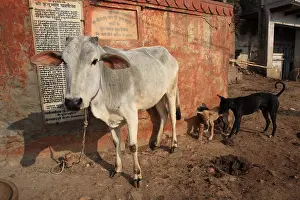Towns: Cow and stray dogs in the city Varanasi India