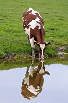 Picardie: Cow in Sum Bay drinking in a pond