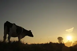 Intergalactic: Cow at sunrise in the bay of Mont St Michel France