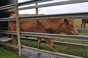 Ticks: Cow treated against ticks New Caledonia