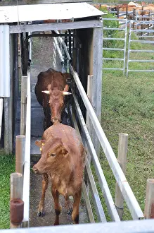 Ticks: Cow treated against ticks New Caledonia