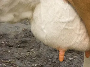 Udders: Cow Udder