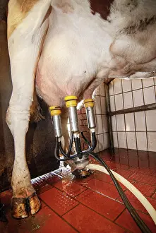 Stall: Cow udder with milking machine