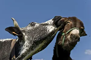 Bites: A Cow vosgienne nibbling the ear of a donkey