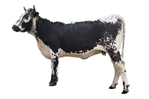Studios: Cow Vosgienne studio