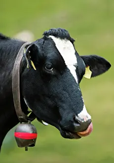 Bells: Cow wearing a cow bell, licking its nose with its