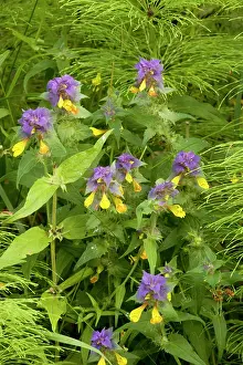 Melampyrum: A cow-wheat