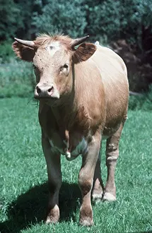 Pastoral: COW - young, with flies on face