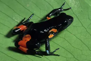 Mantella: Cowan's Mantella