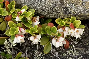 Idaea: Cowberry in flower