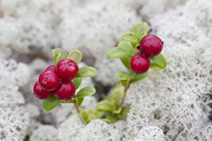 Subshrub: Cowberry, Foxberry, Bog Cranberry - plant with