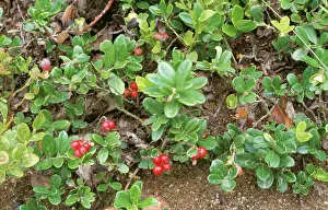 Idaea: COWBERRY - IN FRUIT