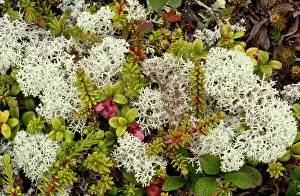 Minus: Cowberry - in lichen-rich arctic tundra - with crowberry etc