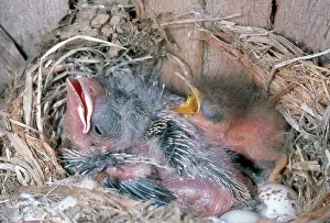 Parasitic: Cowbird and Flycatcher Chicks