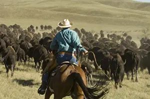 Ceremonies: Cowboy at Bison Roundup Custer State Park Black Hills USA