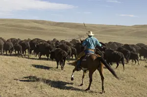 Ceremonies: Cowboy at Bison Roundup Custer State Park Black Hills USA
