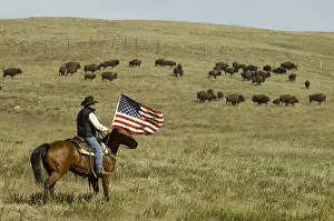 Emblems: Cowboy at Bison Roundup Custer State Park Black Hills USA