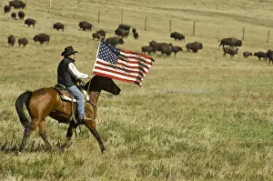 Emblems: Cowboy at Bison Roundup Custer State Park South Dakota