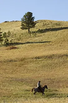 Styles: Cowboy at Bison Roundup Custer State Park South Dakota USA
