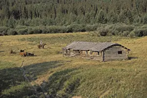 Cowboys: Cowboy and cattle near a log house Cypress Hills