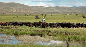 230518: Cowboy moving cattle through a pasture on a ranch