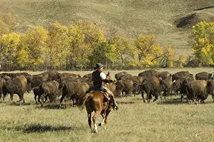 Pushed: Cowboy pushing herd at Bison Roundup Custer State Park