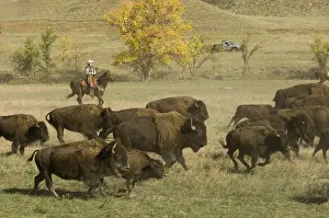 Ceremonies: Cowboy pushing herd at Bison Roundup Custer State Park
