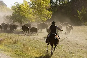 Ceremonies: Cowboy pushing herd at Bison Roundup Custer State Park