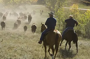 Ceremonies: Cowboy pushing herd at Bison Roundup Custer State Park