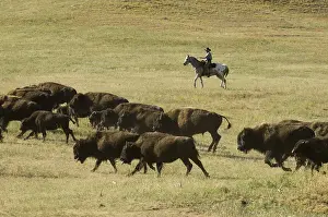 Ceremonies: Cowboy pushing herd at Bison Roundup Custer State Park
