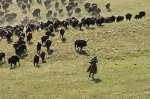 Ceremonies: Cowboy pushing herd at Bison Roundup Custer State Park