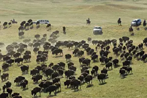 Ceremonies: Cowboy pushing herd at Bison Roundup Custer State Park