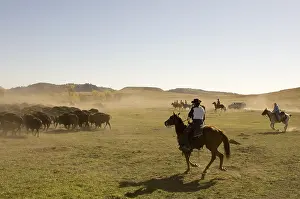 Ceremonies: Cowboy pushing herd at Bison Roundup Custer State Park