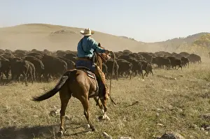 Ceremonies: Cowboy pushing herd at Bison Roundup Custer State Park