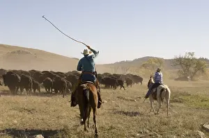 Ceremonies: Cowboy pushing herd at Bison Roundup Custer State Park